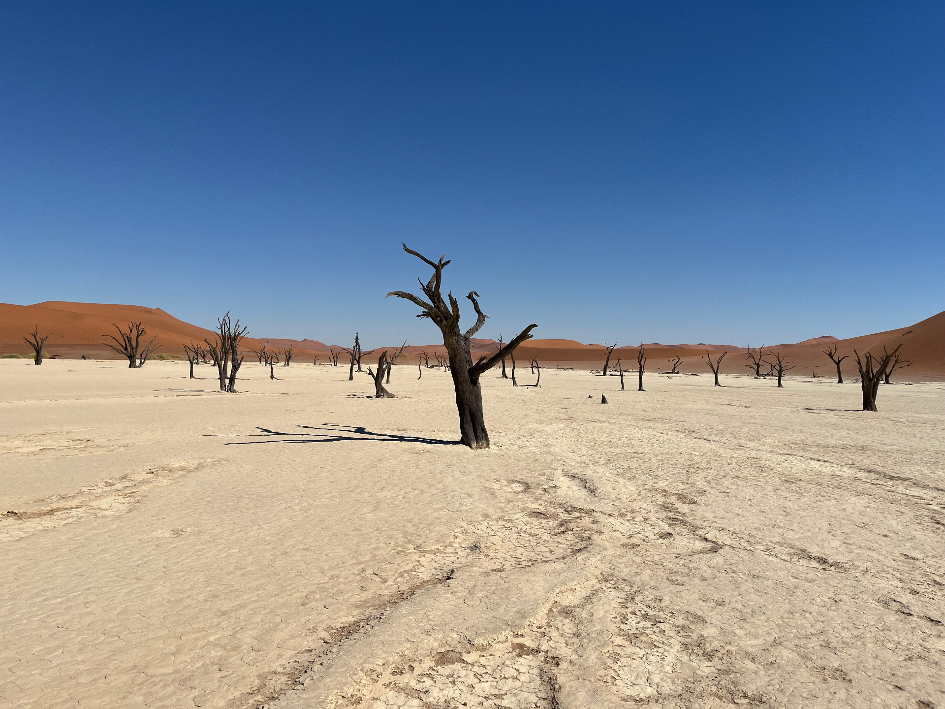 Döda träd i öknen Deadvlei – symbol för trädabolag och karenstid enligt nya trädareglerna 2026
